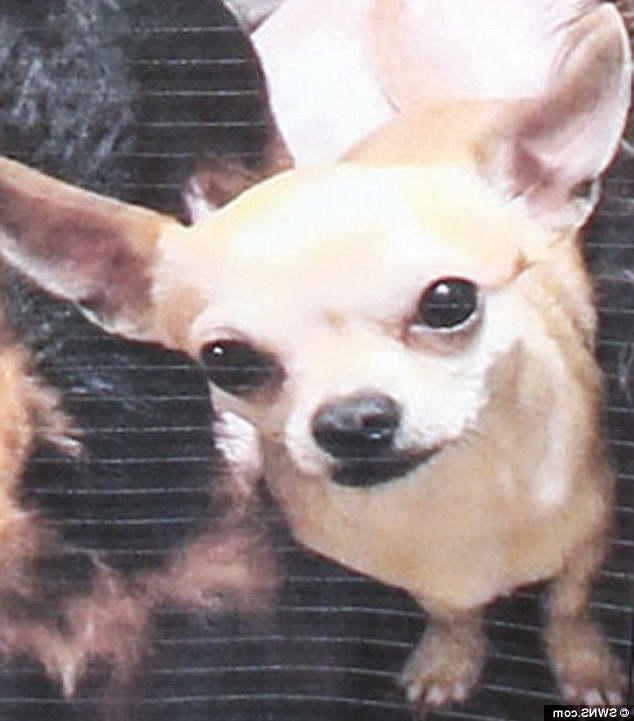 Chihuahua Rehoming