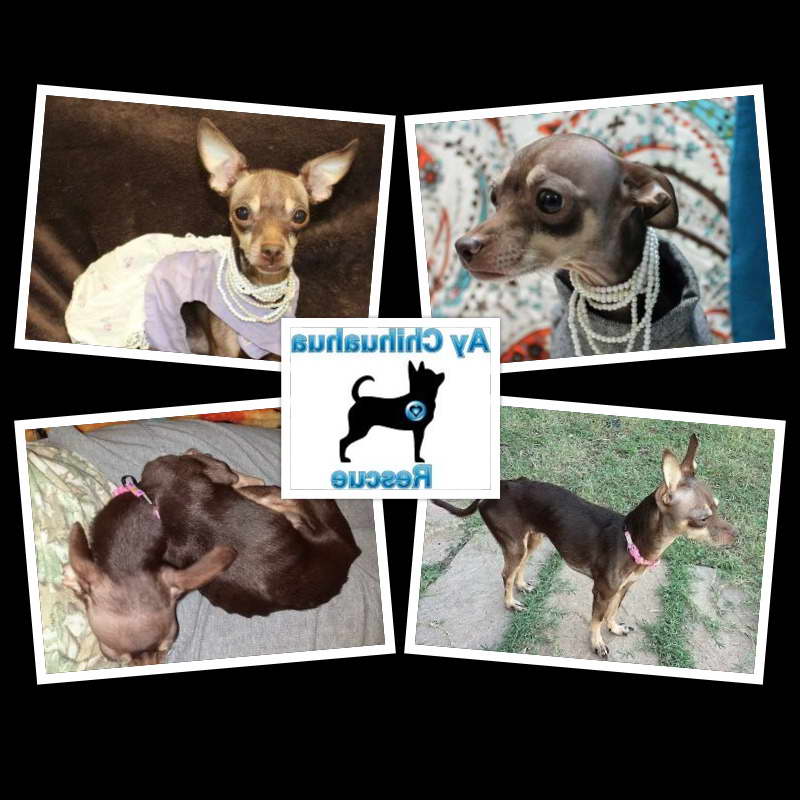 Chihuahua Rescue Austin