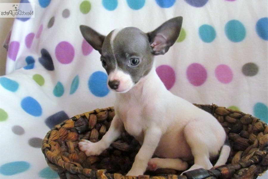 Chihuahua Rescue Charlotte Nc