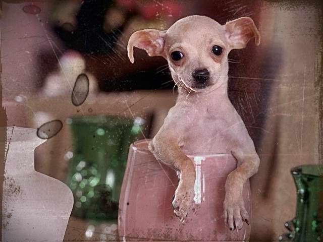 Chihuahua Rescue Chicago