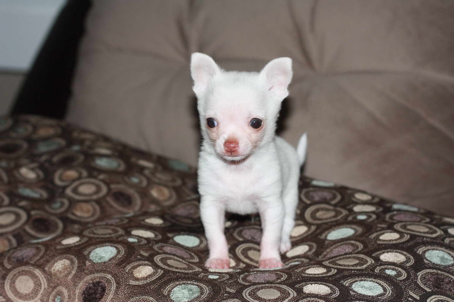 Chihuahua Rescue Ct PETSIDI