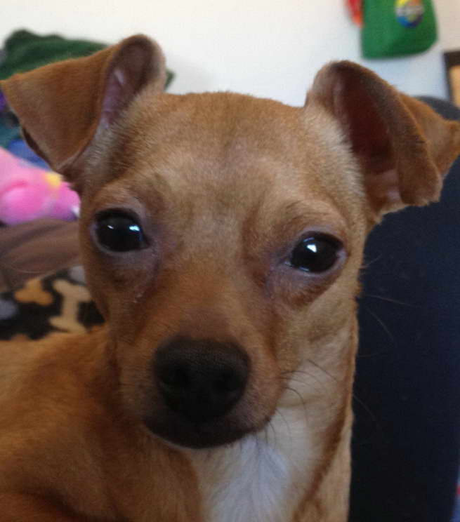 Chihuahua Rescue Dallas