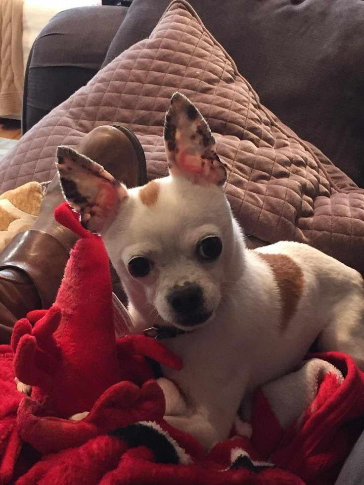 chihuahua-rescue-dfw-petsidi