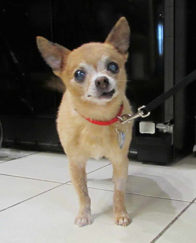 Chihuahua Rescue Il