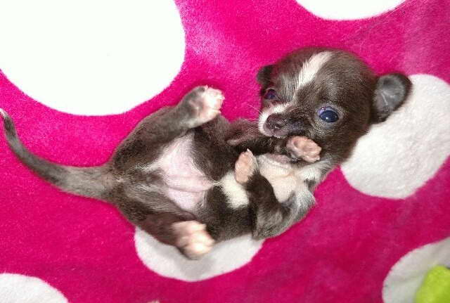Chihuahua Rescue Jacksonville Fl