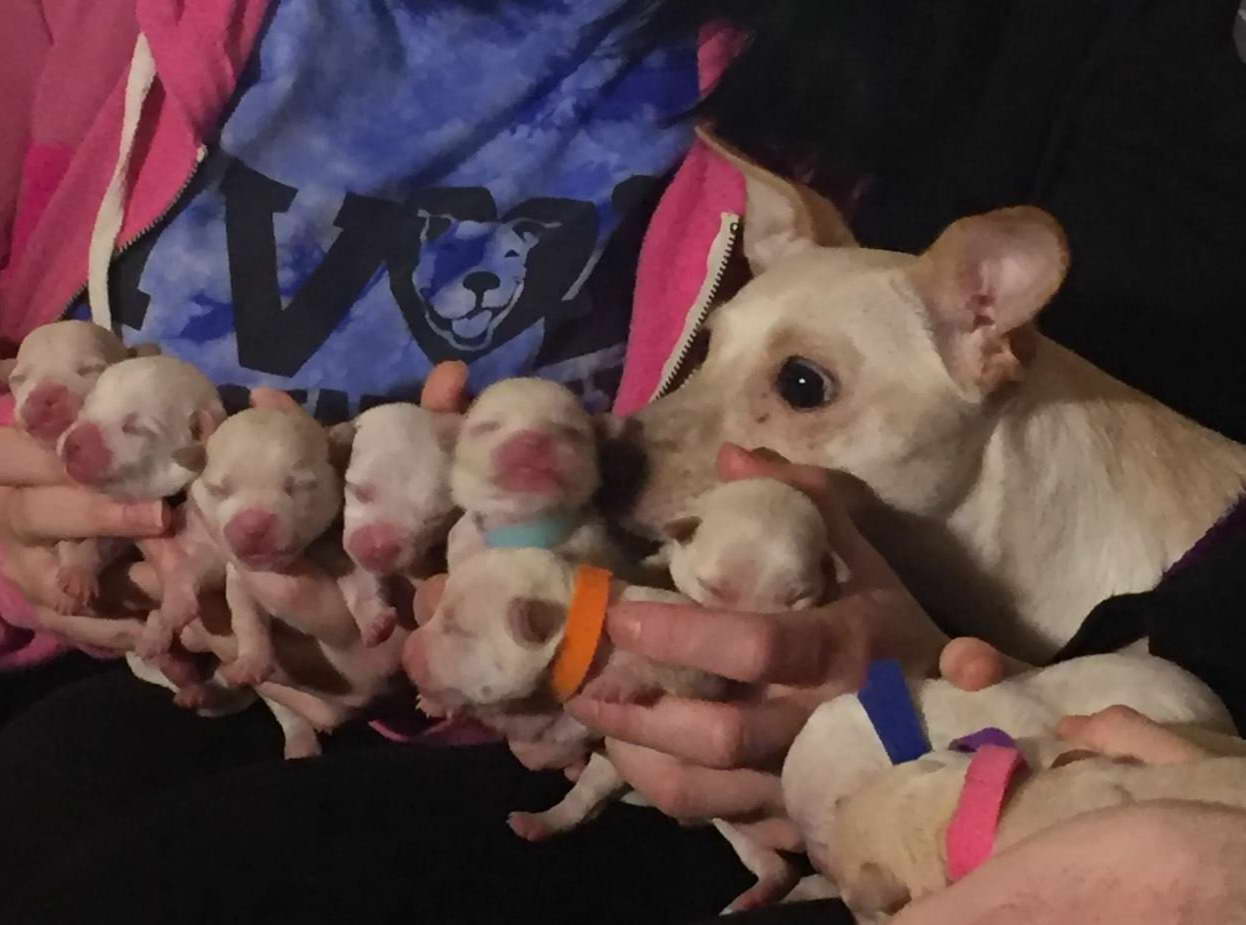 55+ Chihuahua Rescue In Kentucky Photo Bleumoonproductions