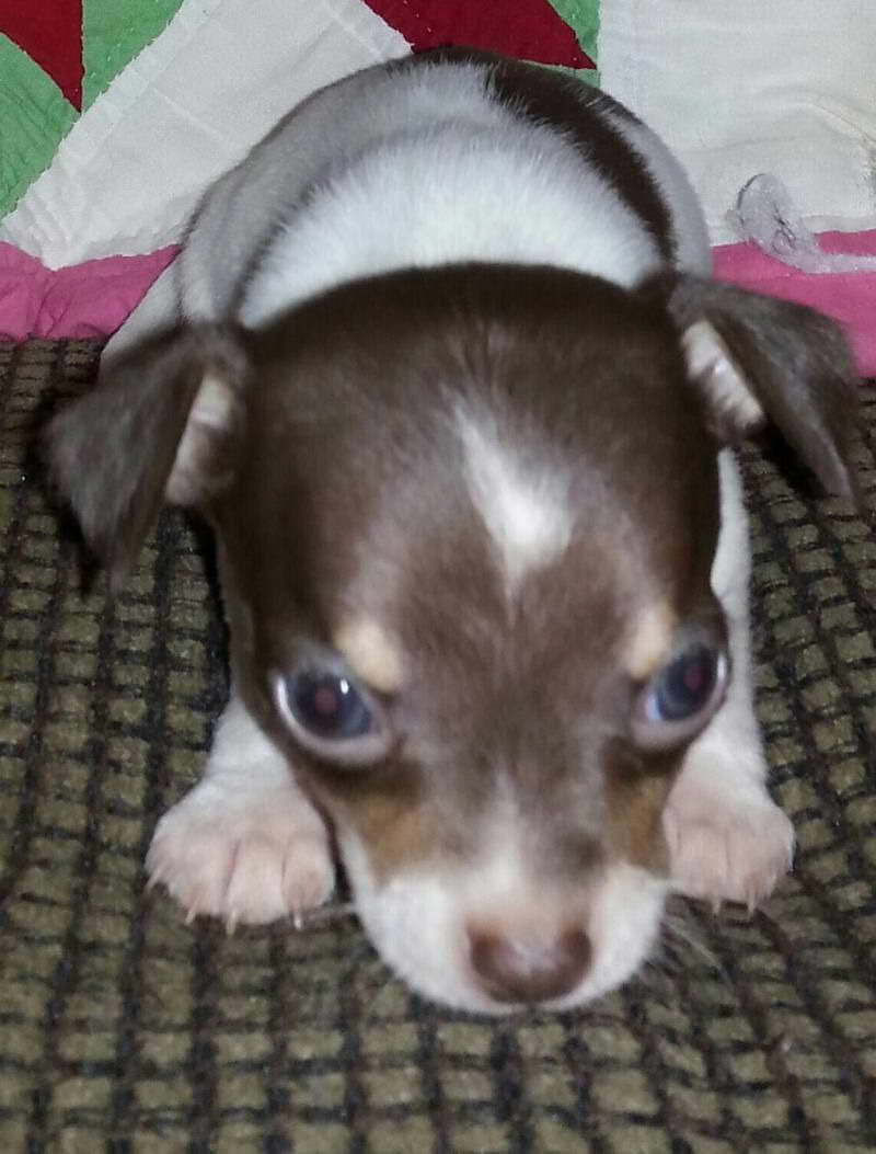 Chihuahua Rescue Kentucky