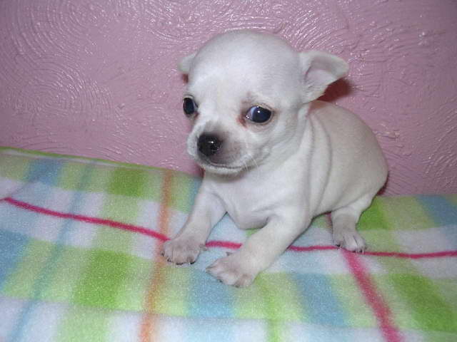 Chihuahua Rescue Ma