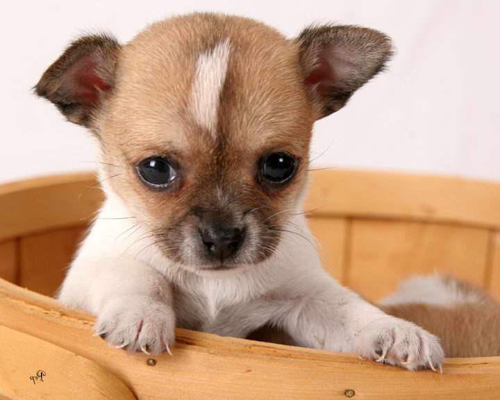 Chihuahua Rescue Maine