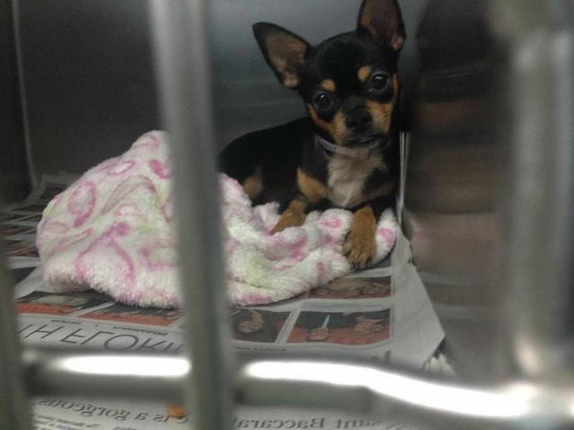 Chihuahua Rescue Miami