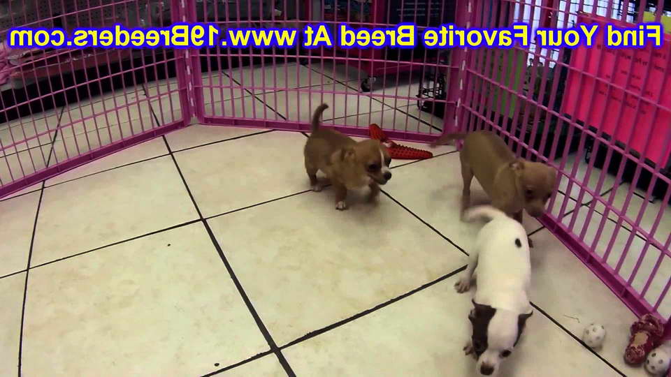Chihuahua Rescue Nebraska