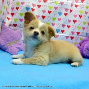 Chihuahua Rescue Oregon