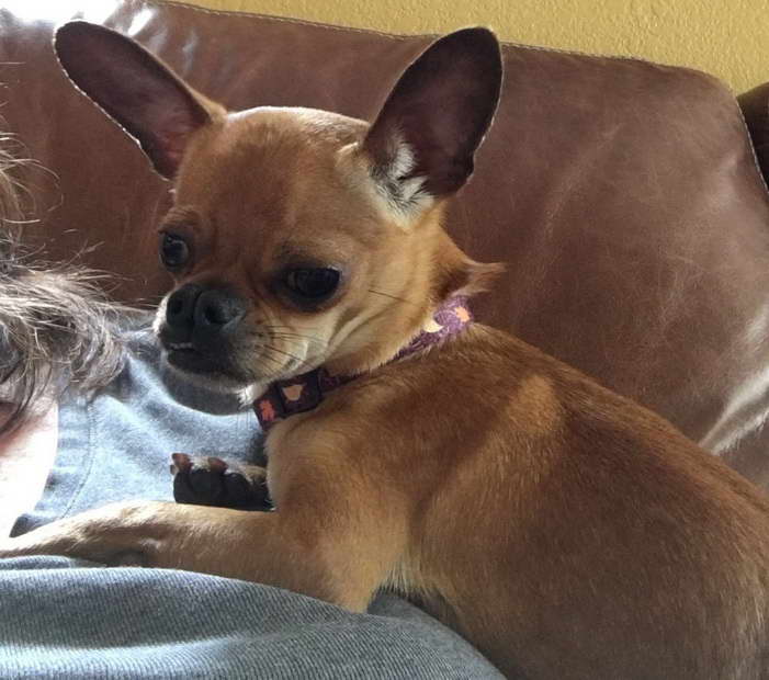 Chihuahua Rescue Pa