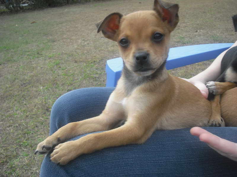 Chihuahua Rescue Pinellas County