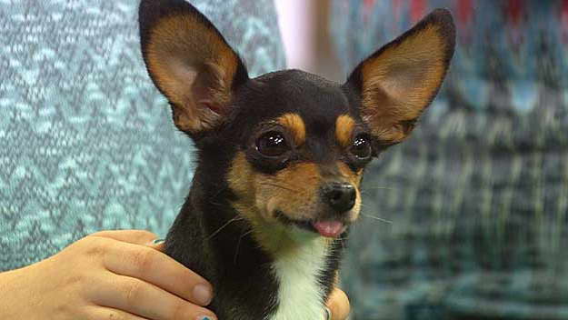 Chihuahua Rescue Ri