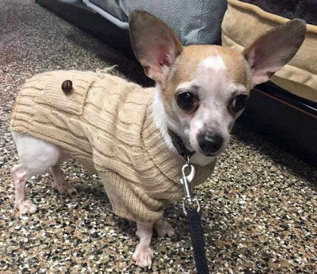 Chihuahua Rescue Rochester Ny