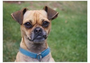 Chihuahua Rescue Sacramento