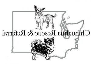 Chihuahua Rescue Seattle