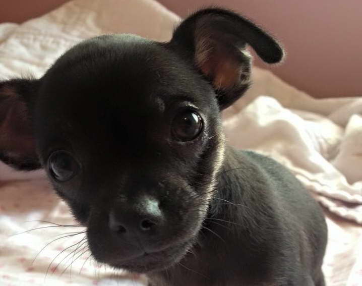 Chihuahua Rescue Texas