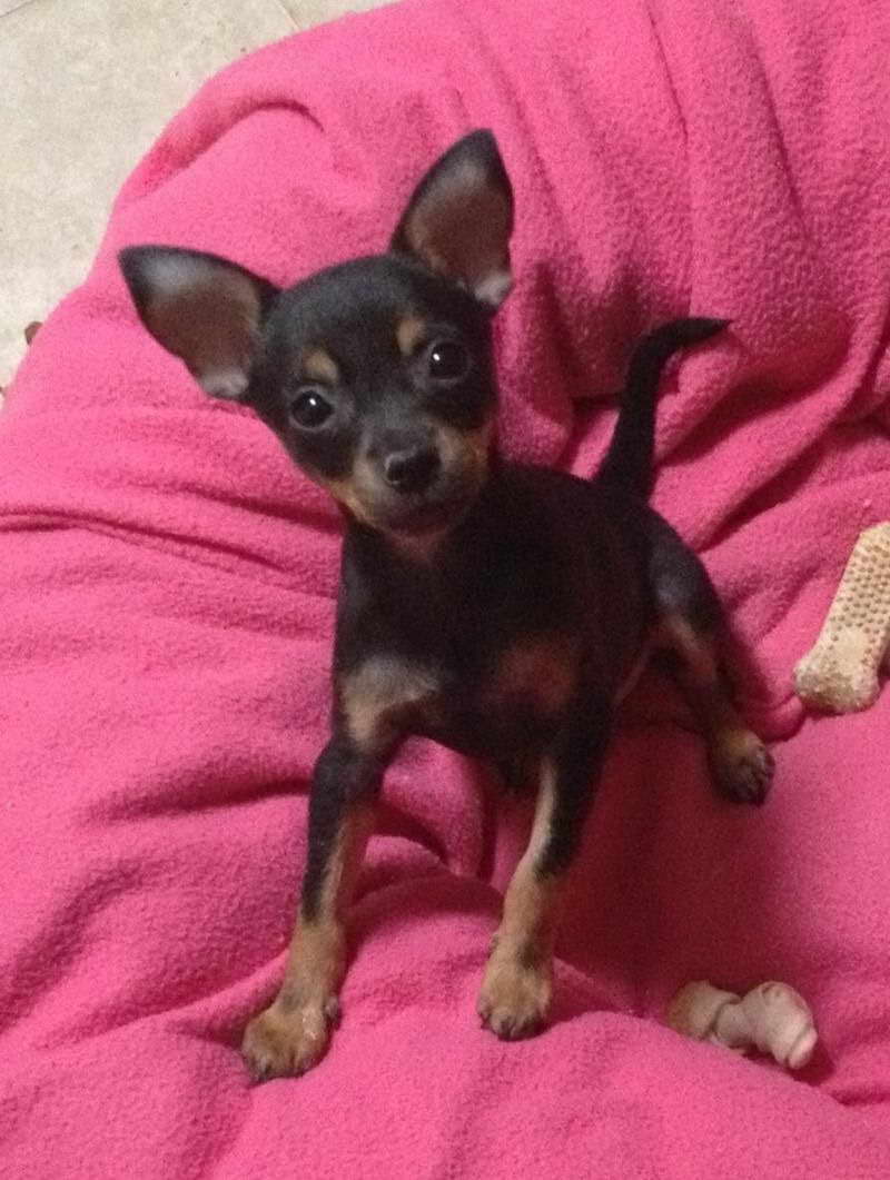 Chihuahua Rescue Tucson