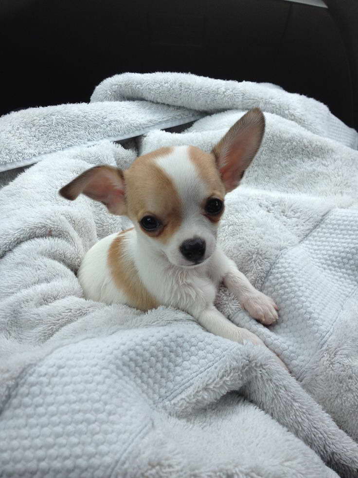 Chihuahua Rescue Washington State