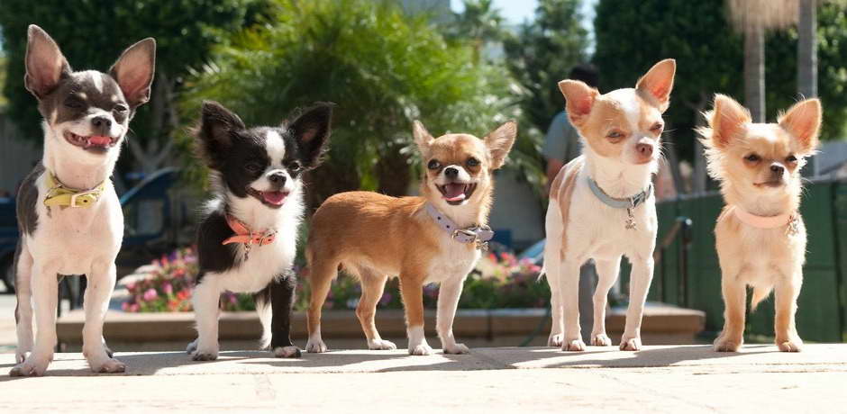 Chihuahua Rescues In California