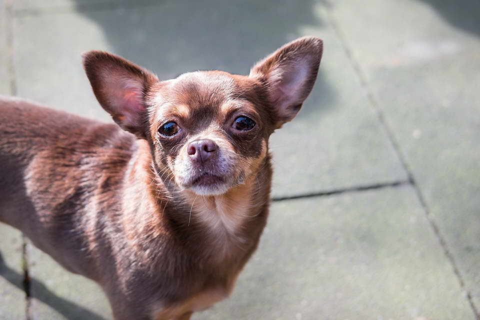 Chihuahua Reverse Sneezing