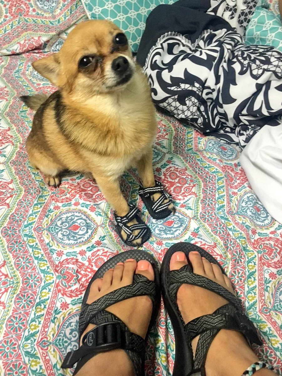 Chihuahua Sandals