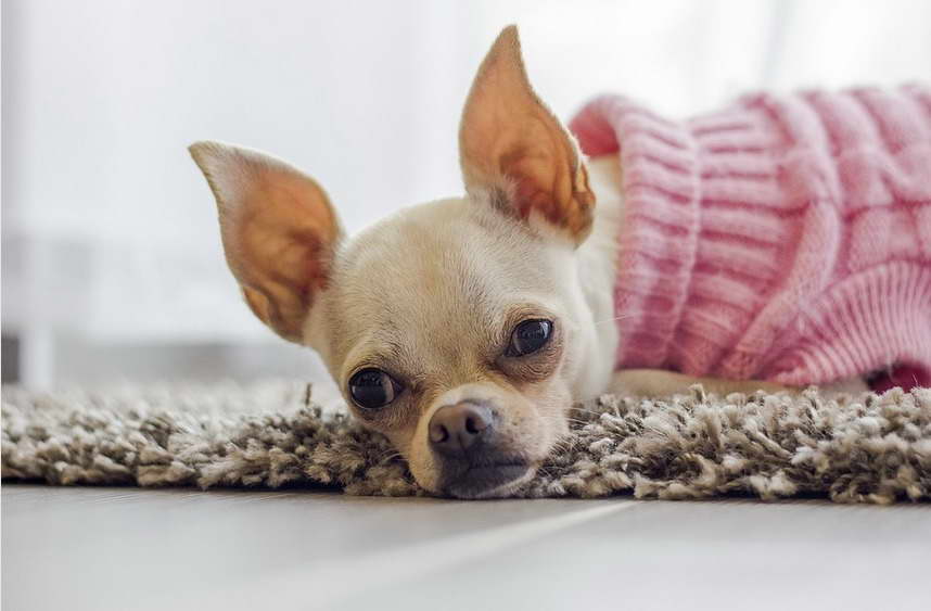 Chihuahua Seizure Symptoms
