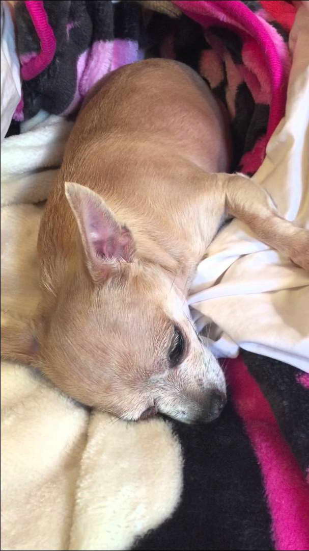 Chihuahua Seizure