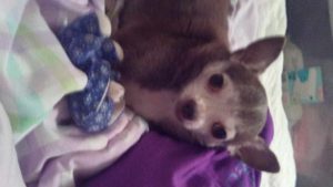 Chihuahua Seizures Causes