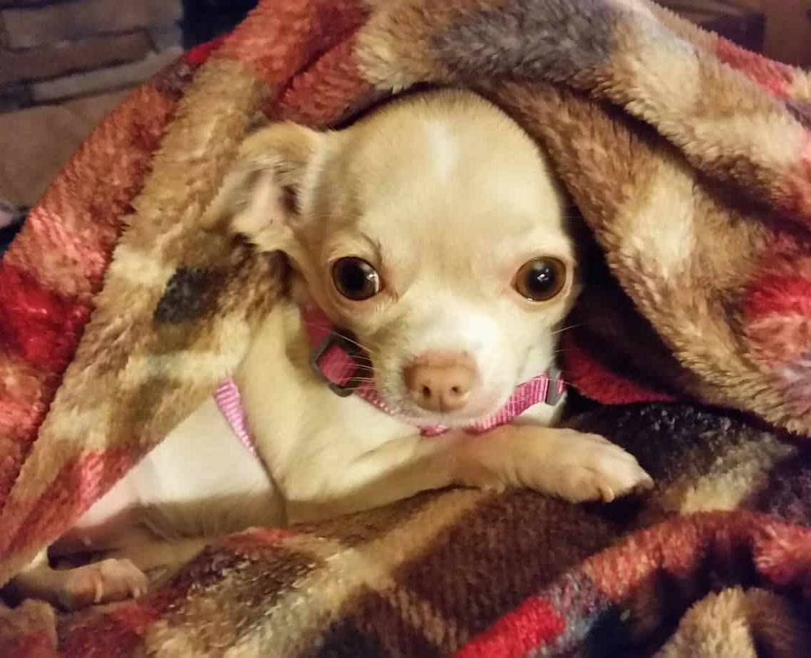 Chihuahua Seizures Remedies