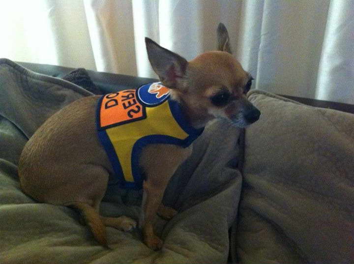 Chihuahua Service Dog Vest