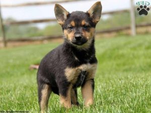 Chihuahua Shepherd Mix Puppies