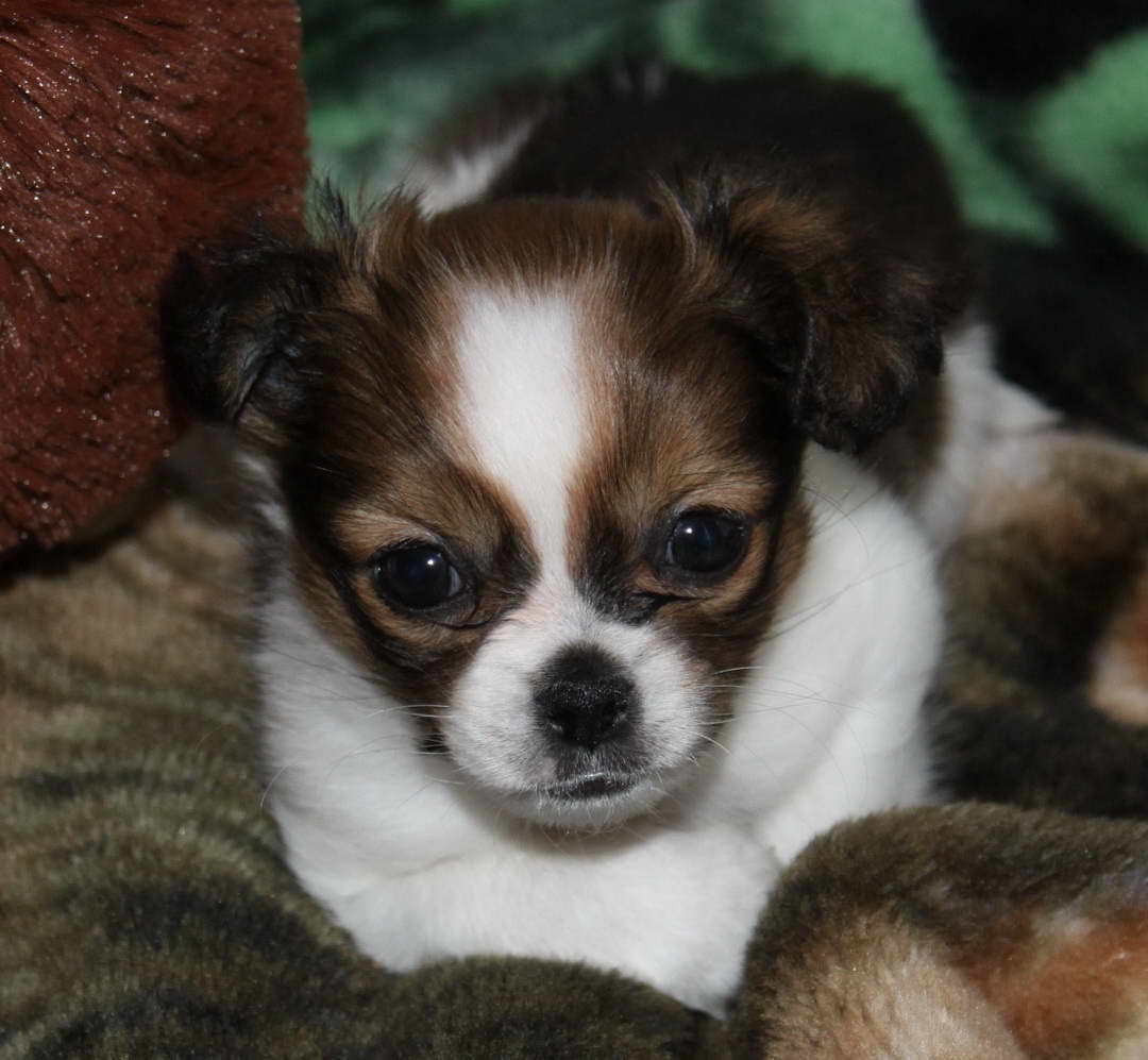 Chihuahua Shih Tzu Mix Puppy For Sale PETSIDI