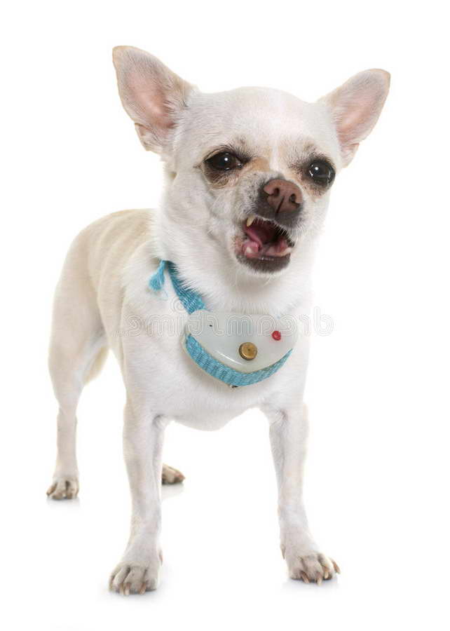 Chihuahua Shock Collar