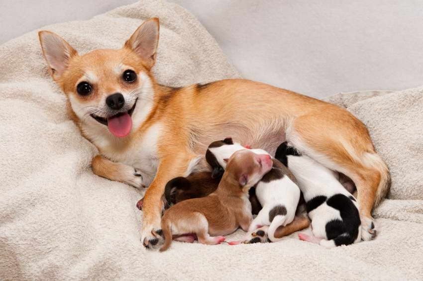Chihuahua Signs Of Labor