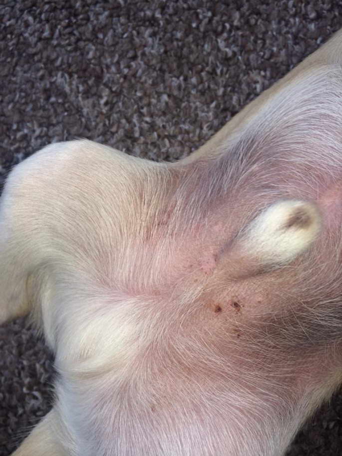 Chihuahua Skin Allergy