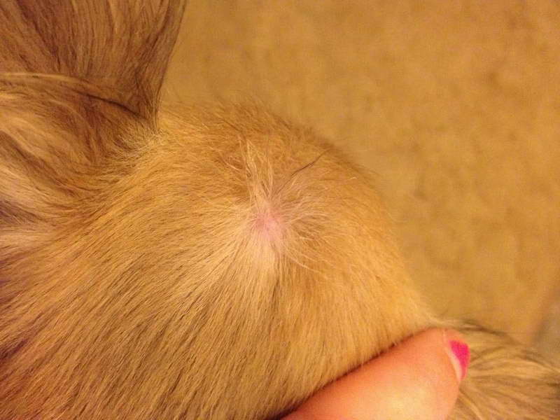 Chihuahua Skin Bumps