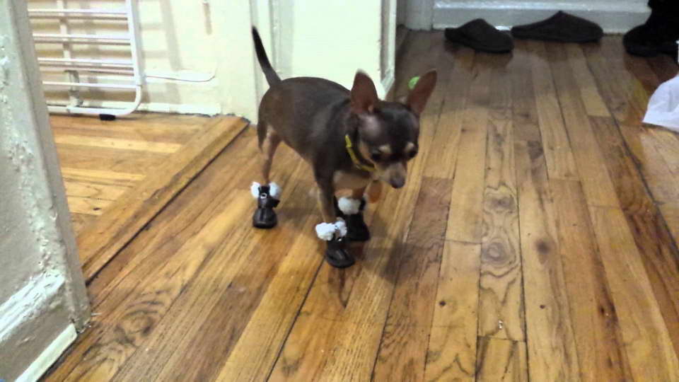Chihuahua Snow Boots