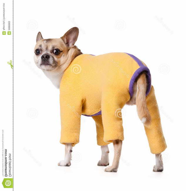 Chihuahua Snow Suit