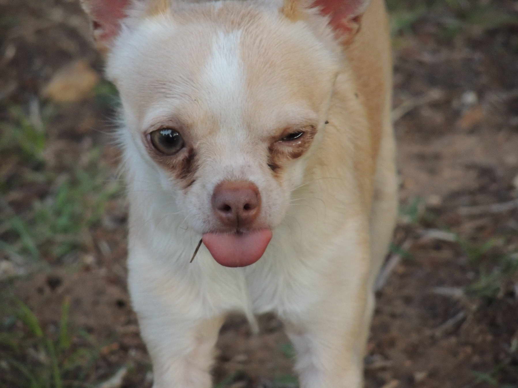 Chihuahua Stroke