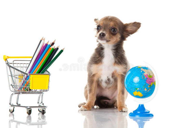 Chihuahua Supplies