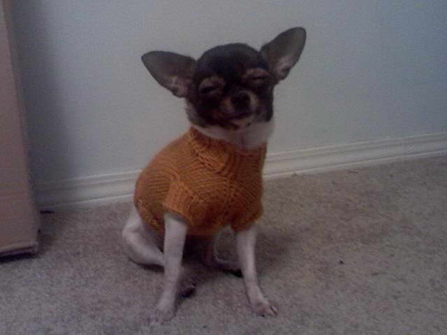 Chihuahua Sweater Knitting Pattern