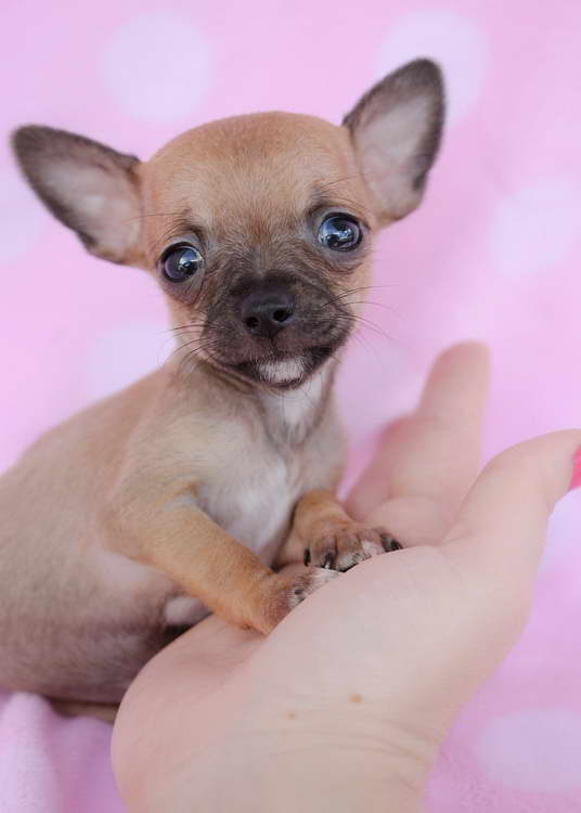 Chihuahua Tea Cup Puppies For Sale