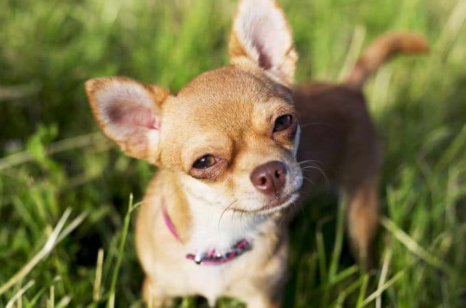 Chihuahua Teacup Dog