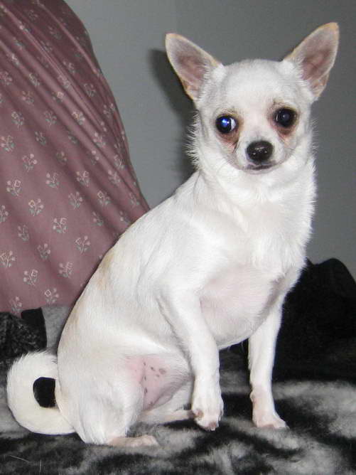 Chihuahua Tear Stains PETSIDI