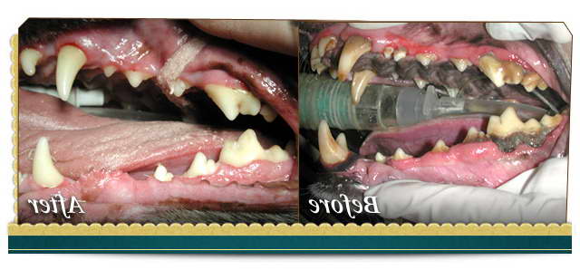 Chihuahua Teeth Cleaning Cost