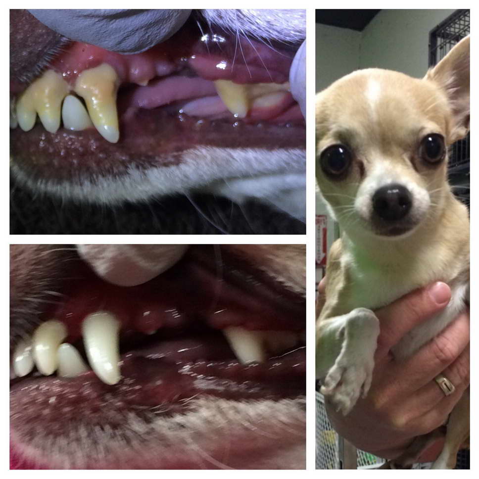 Chihuahua Teeth Cleaning