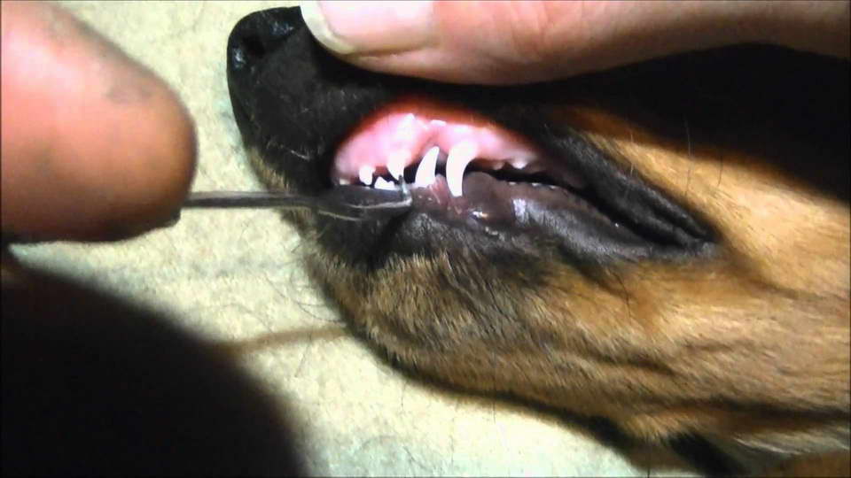 Chihuahua Teeth Falling Out